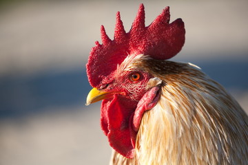 Rooster portrait on nature background