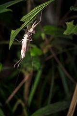 A large insect with long antennae moults underneath a leaf at night in Belize.