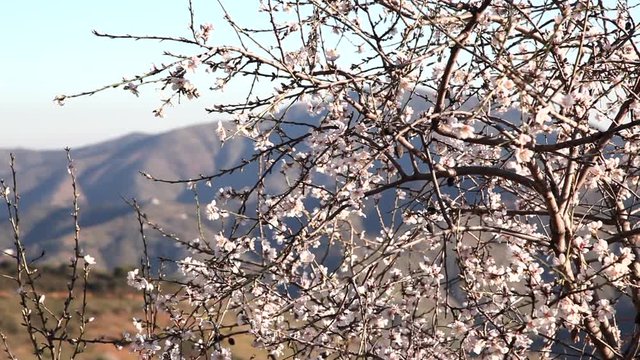 paisaje con rama de almendro en el campo con ramas llenas de flores de color blancas y rosa bajo un cielo azul