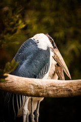 Marabou Stork, Leptoptilos Crumenifer, Couple