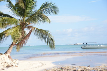 ocean sea summer beach sand palm trees coconuts flora 