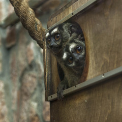 Two three-striped night monkeys, or nothern owl monkeys, Aotus trivirgatus, peek out of a hole in their wooden house and looking at camera. The monkeys have black snouts and white brows