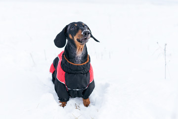 nice dog, dachshund, black and tan, in clothes (sweater), standing in the street in winter, staining his nose in the snow