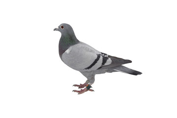 close up of speed racing pigeon bird isolate white background