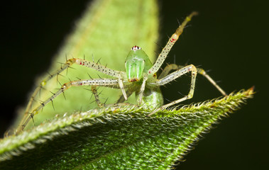 A green lynx spider (Peucetia viridans) on a leaf at night in Belize.