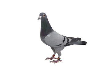 close up of speed racing pigeon bird isolate white background