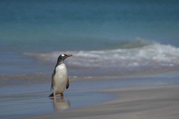 Gentoo Penguin (Pygoscelis papua) emerging from the sea onto a large sandy beach on Bleaker Island in the Falkland Islands.
