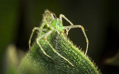 A green lynx spider (Peucetia viridans) on a leaf at night in Belize.