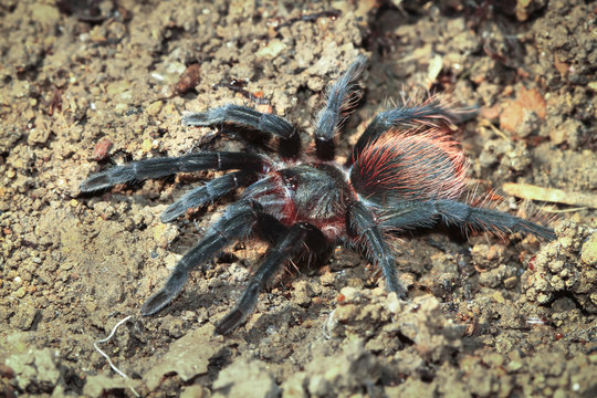 A mexican red rump tarantula (Brachypelma albiceps) walking along the forest floor at night in Belize.