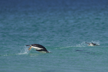 Obraz premium Gentoo Penguins (Pygoscelis papua) swimming in the sea off the coast of Bleaker Island in the Falkland Islands.