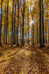 Fototapeta na wymiar Colorful Autumn In Voderady Beechwood, Czechia