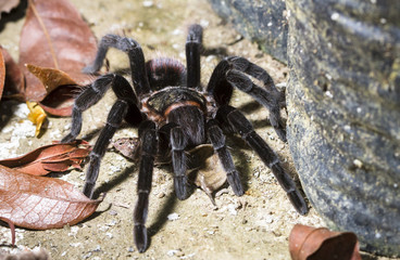 A mexican red rump tarantula (Brachypelma albiceps) walking along the forest floor at night in Belize.