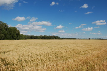 Summer field