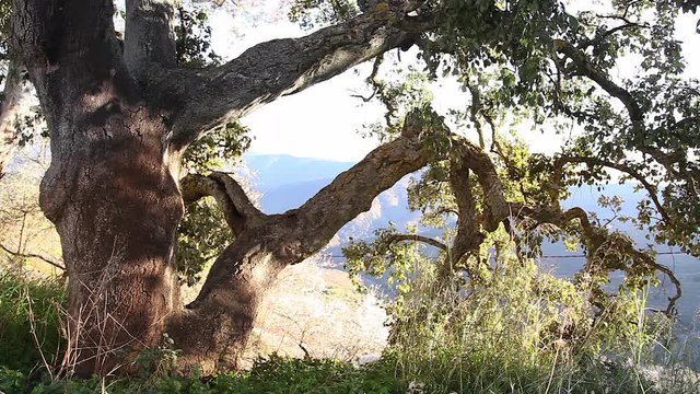 viejo &aacute;rbol de alcornoque lleno de ramas con hojas reflejando el atardecer
