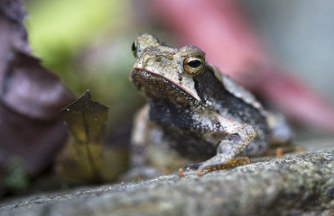 Naklejka premium A Campbell's rainforest toad (Bufo campbelli or Incilius campbelli) resting on a rock in Belize.