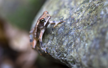 A Campbell's rainforest toad (Bufo campbelli or Incilius campbelli) clinging to a rock in Belize.