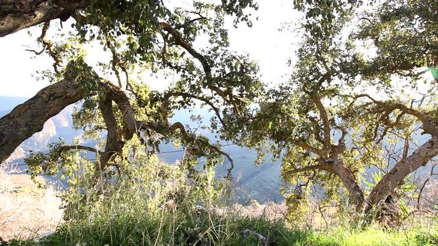 ramas de alcornoque lleno de ramas con hojas reflejando el atardecer