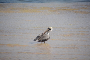 fauna wildlife dolphin peacock bird lizard