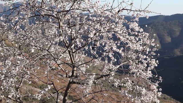 ramas de un almendro en el campo con ramas llenas de flores de color blancas y rosa bajo un cielo azul
