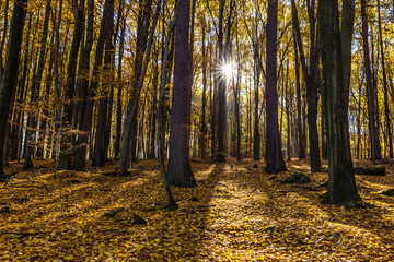 Obraz premium Colorful Autumn In Voderady Beechwood, Czechia