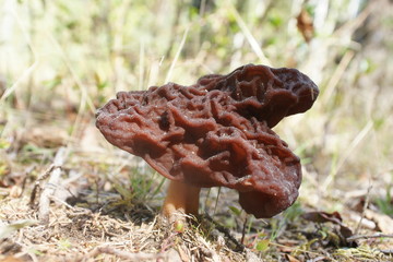 Brain Mushroom - Gyromitra esculenta