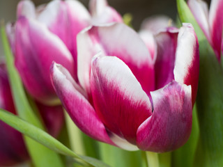 Fototapeta premium Close-up of pink tulips