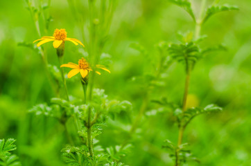 Flowers in the Field
