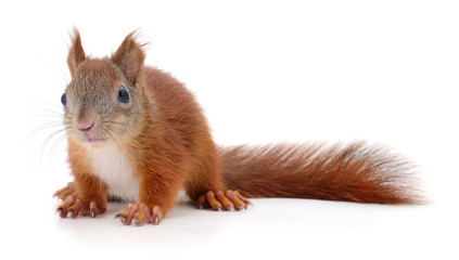 Obraz premium Eurasian red squirrel.