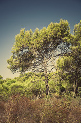 tree in southern Europe