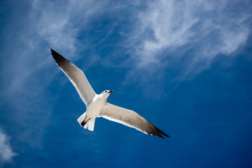 Seagull