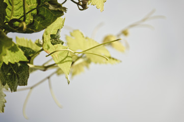 closeup of grapevine leaf