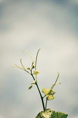 closeup of grapevine leaf