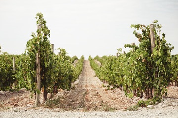 vineyard in south france