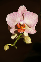 Beautiful Orchid flower.