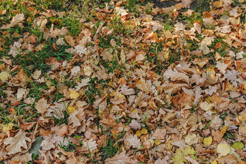background of yellow fallen leaves