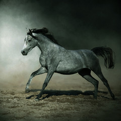 horse Arab gallop stud dynamics