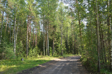 Obraz premium Road in a forest in the shade of the trees