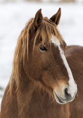 Obraz premium Brown Horse