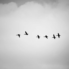 Obraz premium Vogelschwarm am grauen Himmel