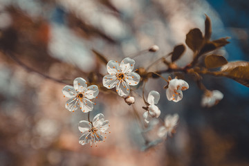 Spring Cherry Sakura White Flowers, Toning