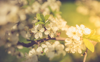 Spring Cherry Sakura White Flowers