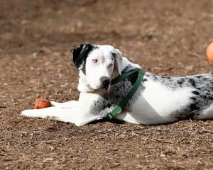 Catahoula Cur, State Dog of Louisiana, playing in the park