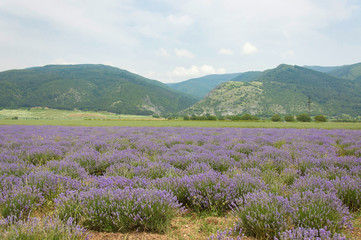 Obraz premium Lavender Field