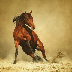 Arabian horse dynamics - obrazy, fototapety, plakaty