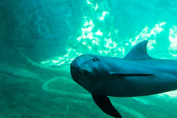 Dolphin swimming underwater in aquarium, looking at you.