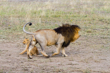 Fototapeta na wymiar Male East African lion (Panthera leo melanochaita)