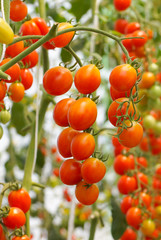 A bunch of red cherry tomato in a greenhouse