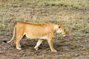 East African lionesses (Panthera leo)