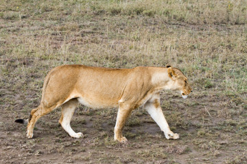 East African lionesses (Panthera leo)