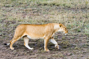 East African lionesses (Panthera leo)